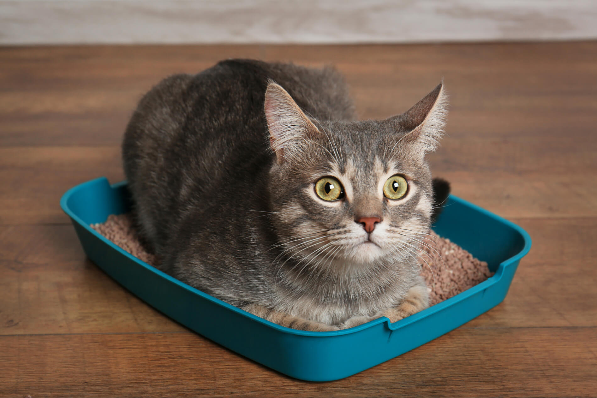 Katten spiser kattesand: årsaker, risiko og mottiltak